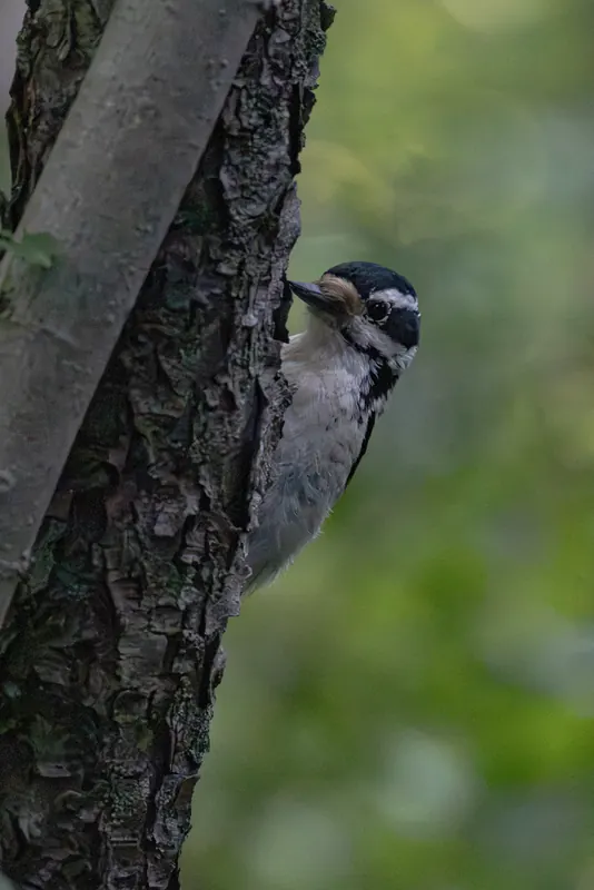 Downy Woodpecker, Jul 5, 2026