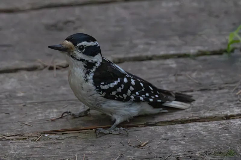Downy Woodpecker, Jul 5, 2026