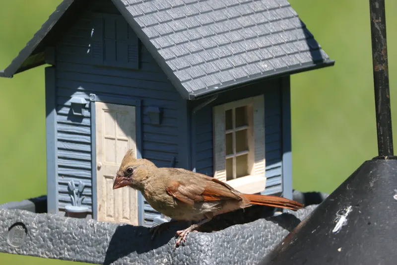 Northern Cardinal, Jul 5, 2026
