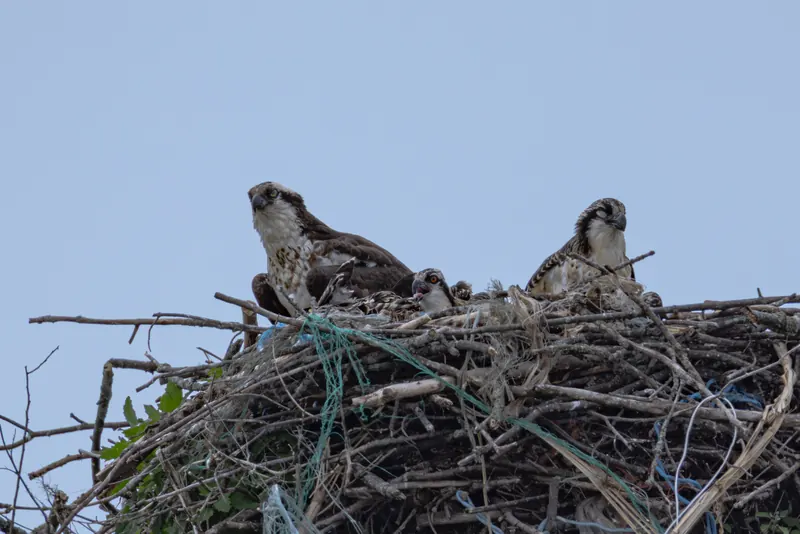 Osprey, Jul 5, 2026