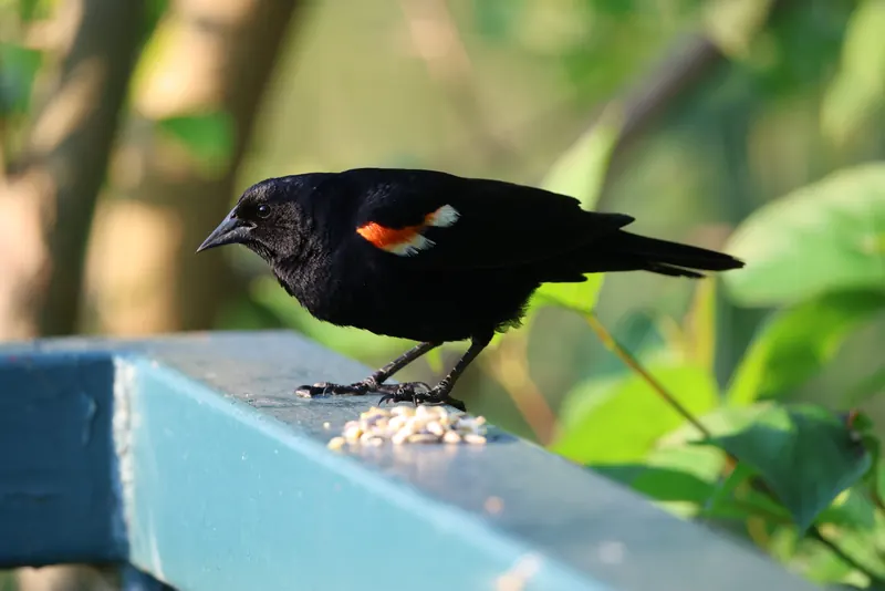 Red-winged Blackbird, Jul 5, 2026