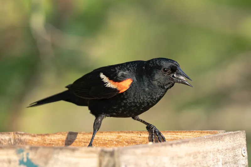 Red-winged Blackbird, Jul 5, 2026