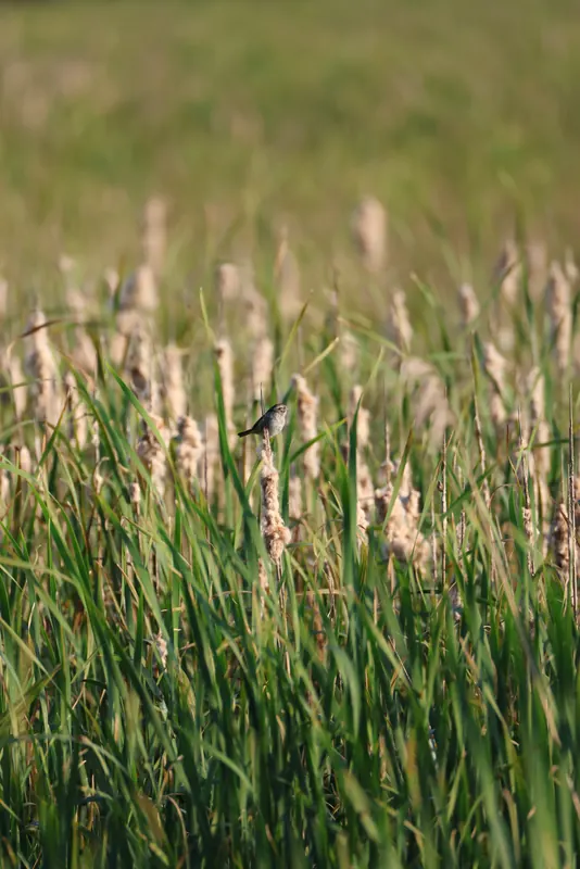 Swamp sparrow, Jul 5, 2026