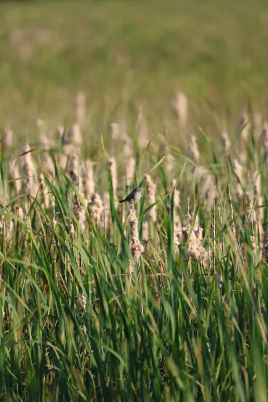 Swamp sparrow, Jul 5, 2026