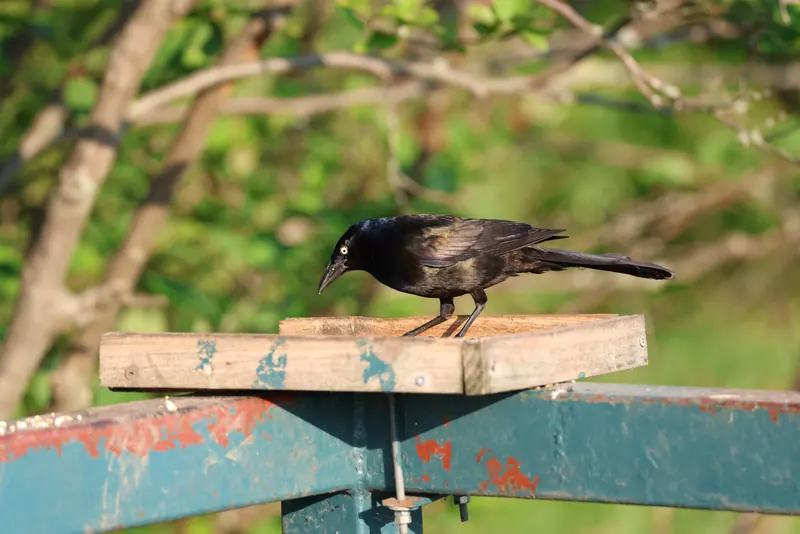 Common Grackle, Jul 5, 2026