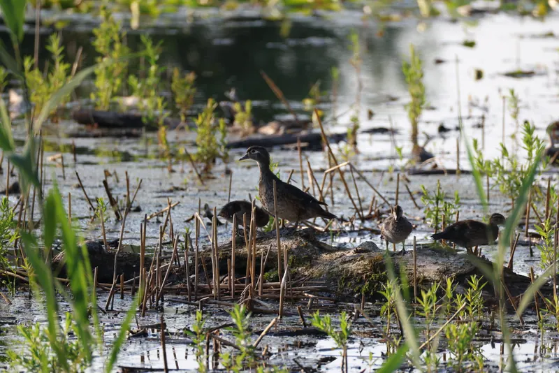 Wood Duck, Jul 5, 2026
