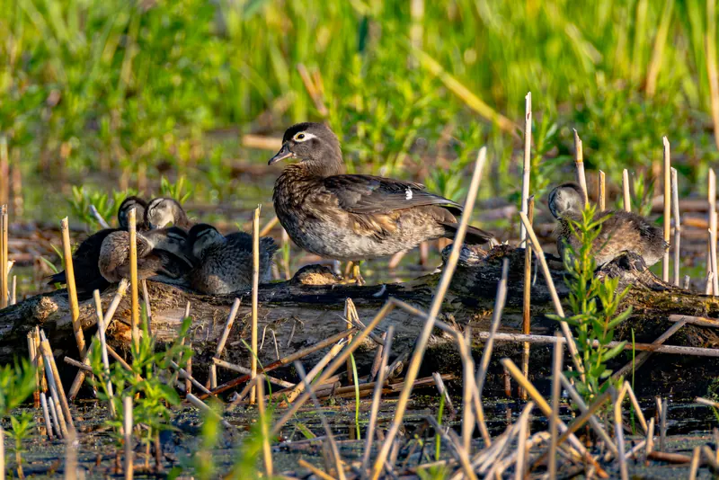 Wood Duck, Jul 5, 2026