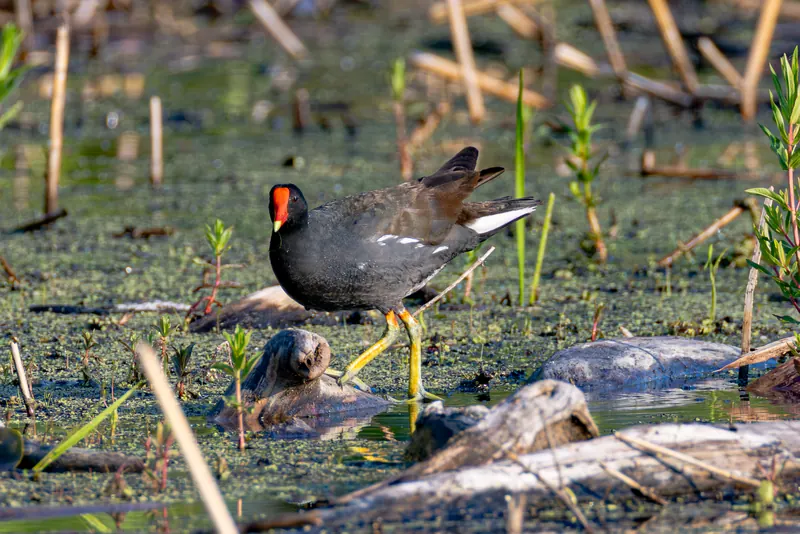 Common Gallinule, Jul 5, 2026