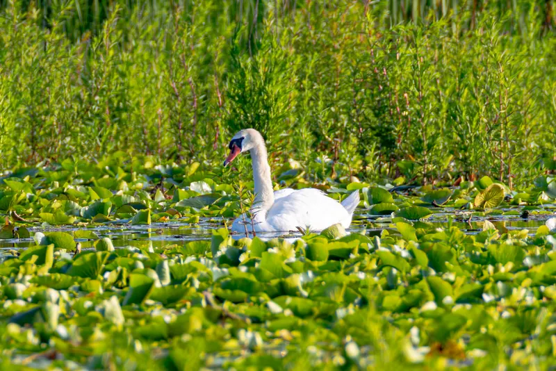 Mute Swan, Jul 5, 2026