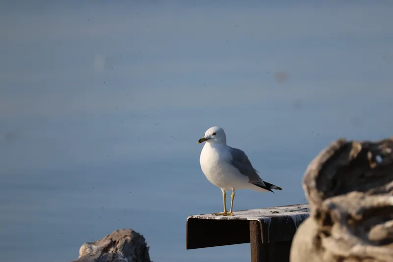 Ring-billed gull, Jul 5, 2026