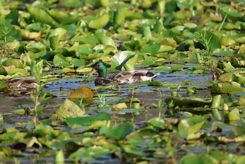Mallard, Jul 5, 2026