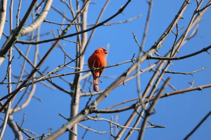 Northern Cardinal, Jul 5, 2026