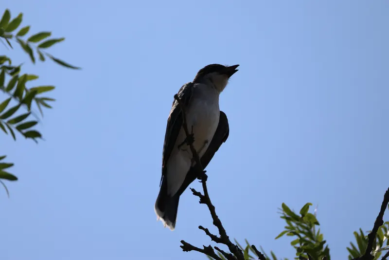 Eastern Kingbird, Jul 5, 2026