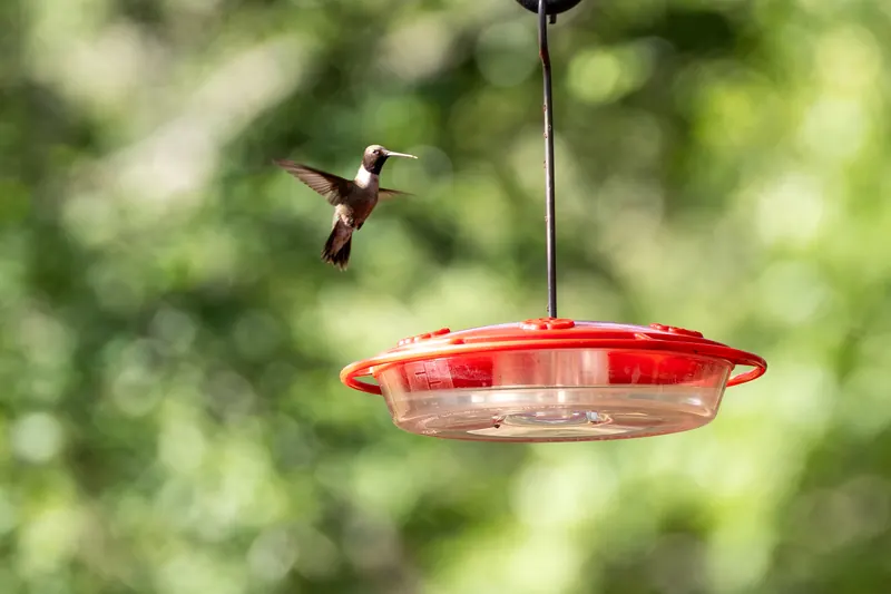 Black-chinned Hummingbird, Jul 5, 2026