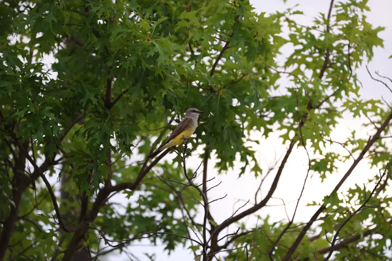 Western Kingbird, Jul 5, 2026