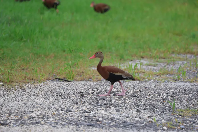 Black-bellied Whistling-Duck, Jul 5, 2026