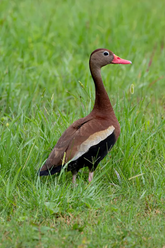 Black-bellied Whistling-Duck, Jul 5, 2026