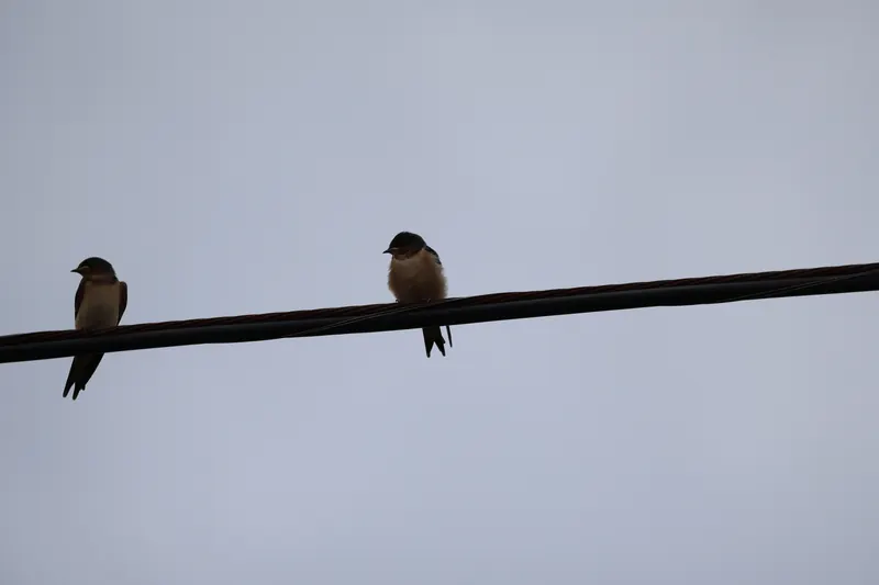 Barn Swallows, Jul 5, 2026