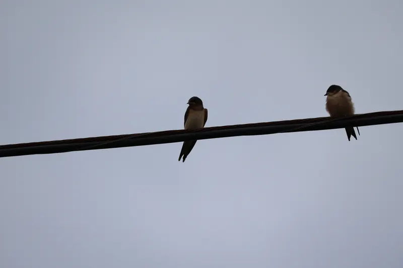 Barn Swallows, Jul 5, 2026