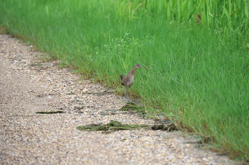 Clapper Rail, Jul 5, 2026