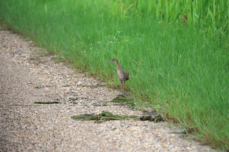 Clapper Rail, Jul 5, 2026