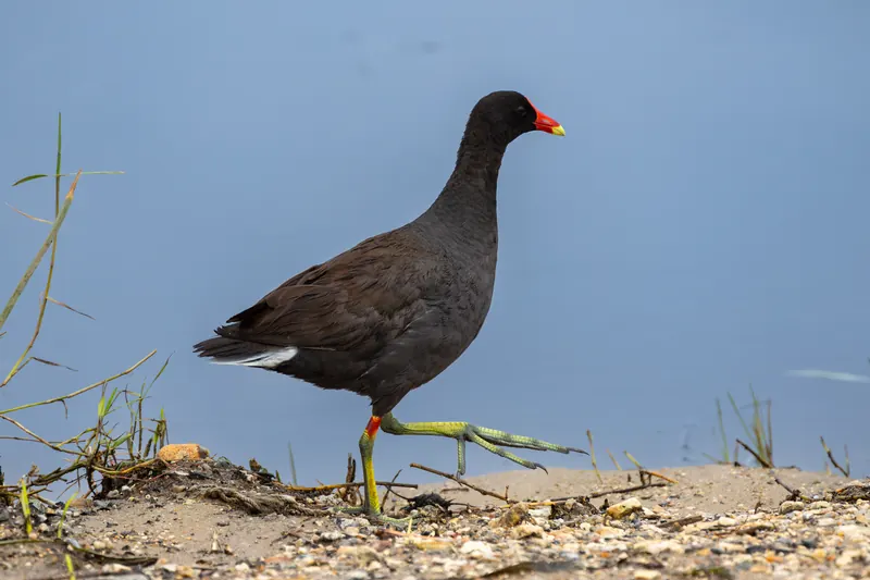 Common Gallinule, Jul 5, 2026