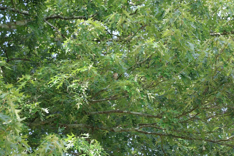 Brown Thrasher, Jul 5, 2026