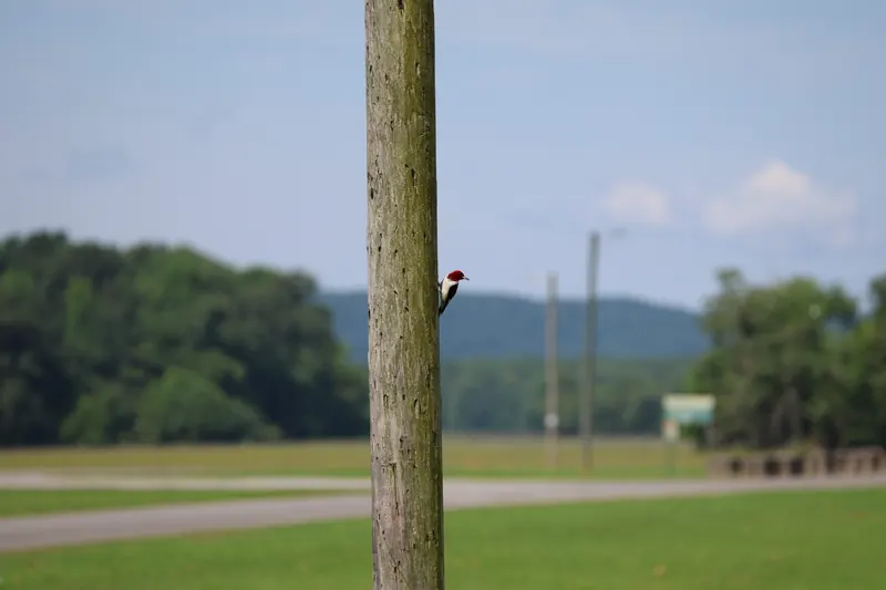 Red-headed Woodpecker, Jul 5, 2026