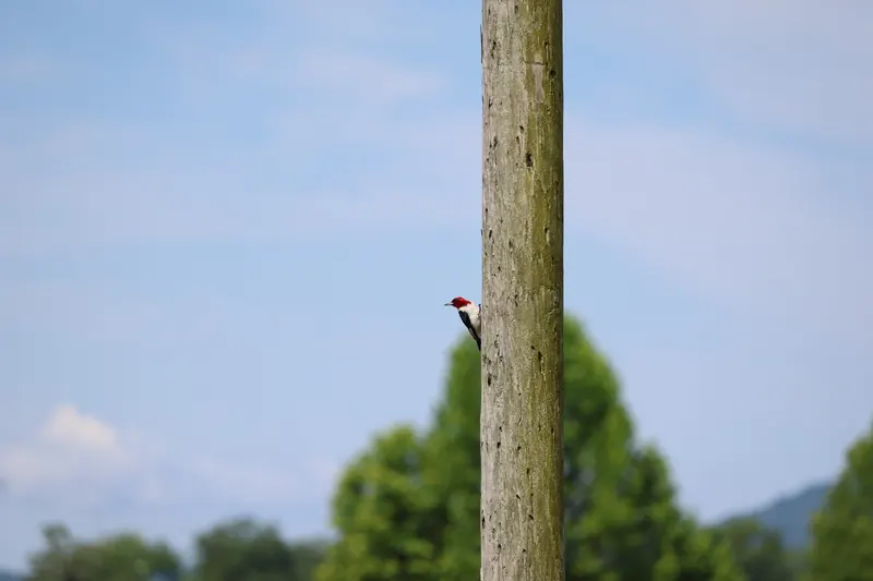 Red-headed Woodpecker, Jul 5, 2026