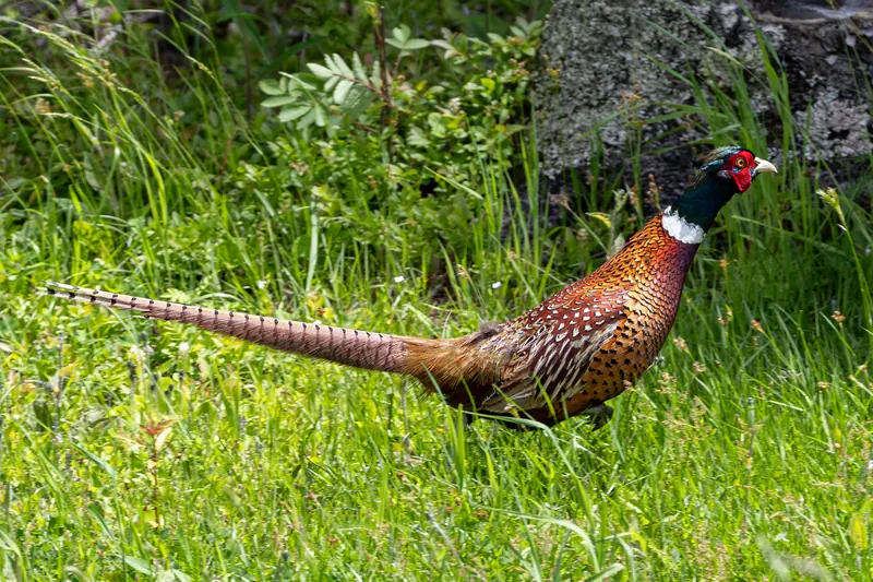 Ring-necked Pheasant