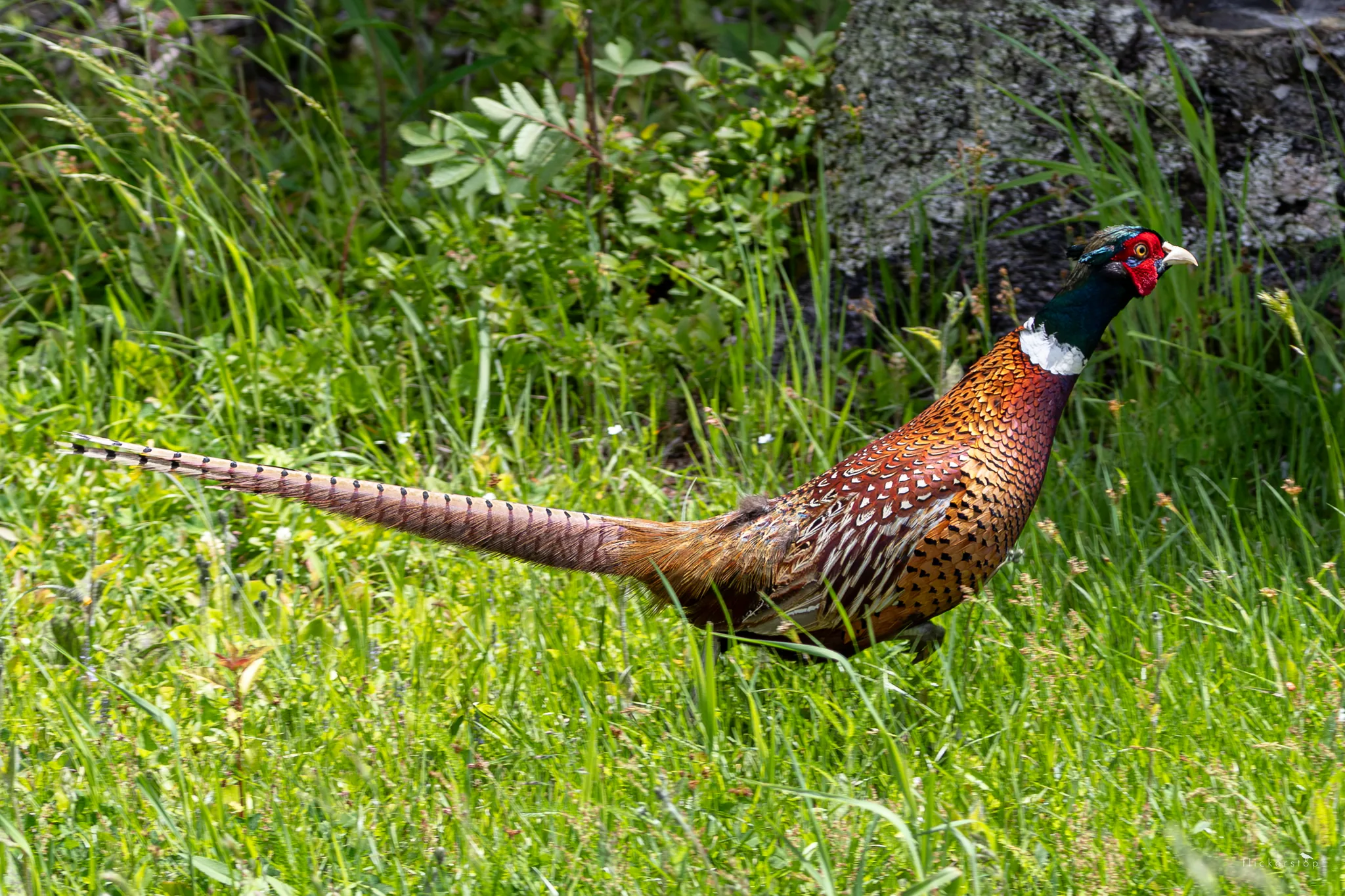Ring-necked Pheasant