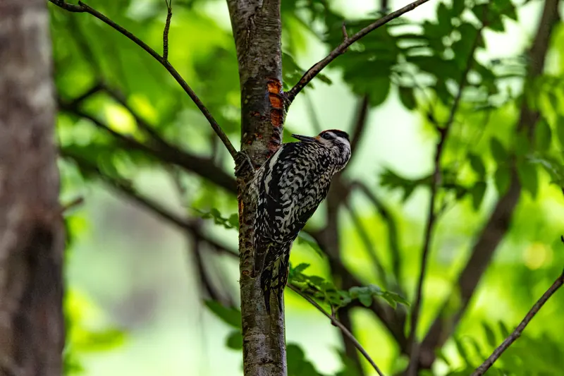 Yellow-bellied sapsucker, Jul 5, 2026