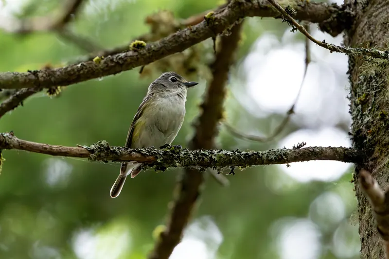 Blue-headed Vireo