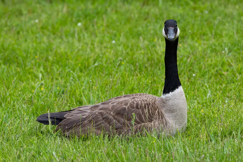 Canada Goose