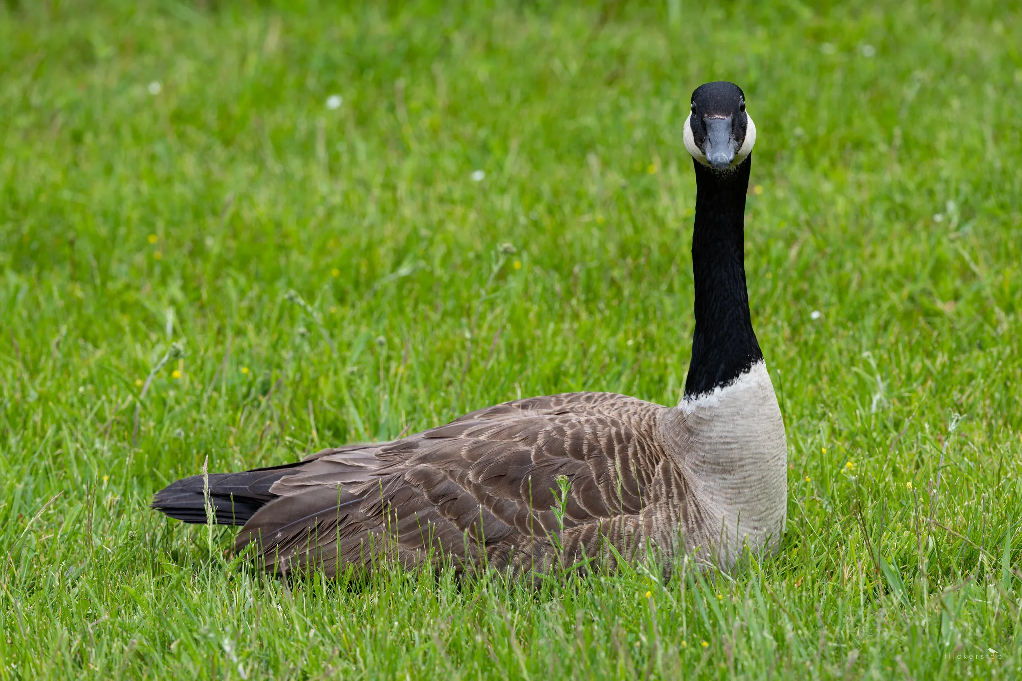 Canada Goose