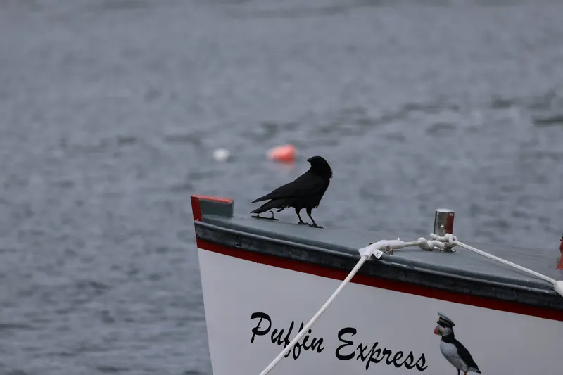 Fish crow, Jul 5, 2026