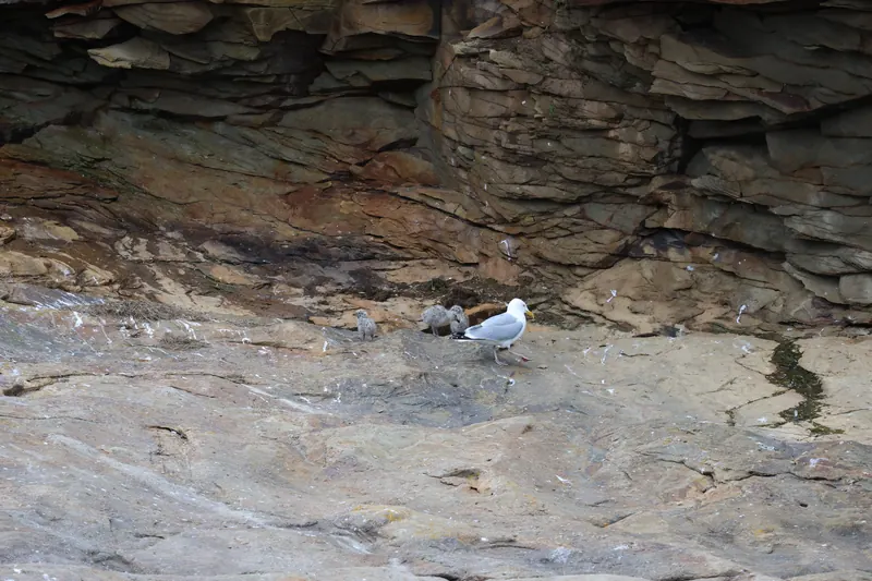 American Herring Gull, Jul 5, 2026