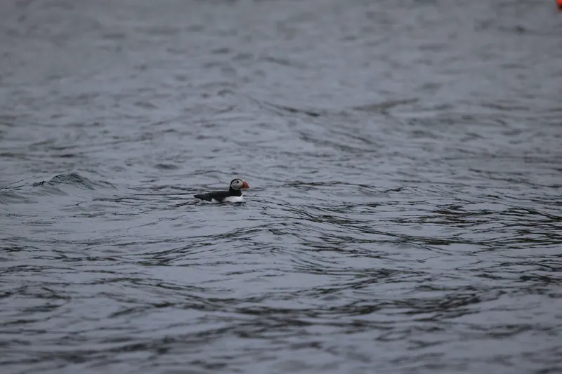 Atlantic Puffins, Jul 5, 2026