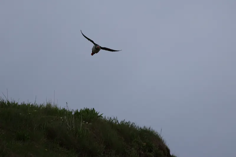 Atlantic Puffins, Jul 5, 2026