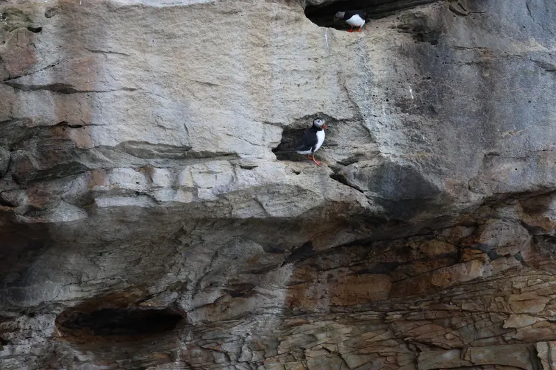 Atlantic Puffins, Jul 5, 2026