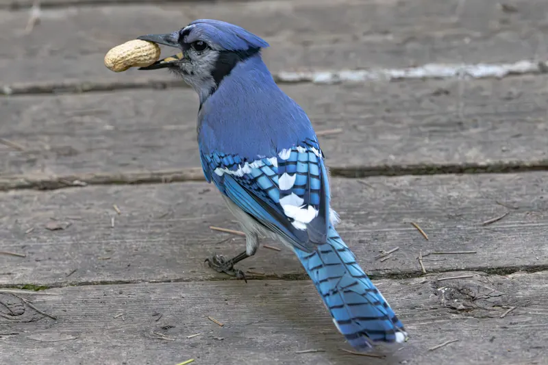 Blue Jay