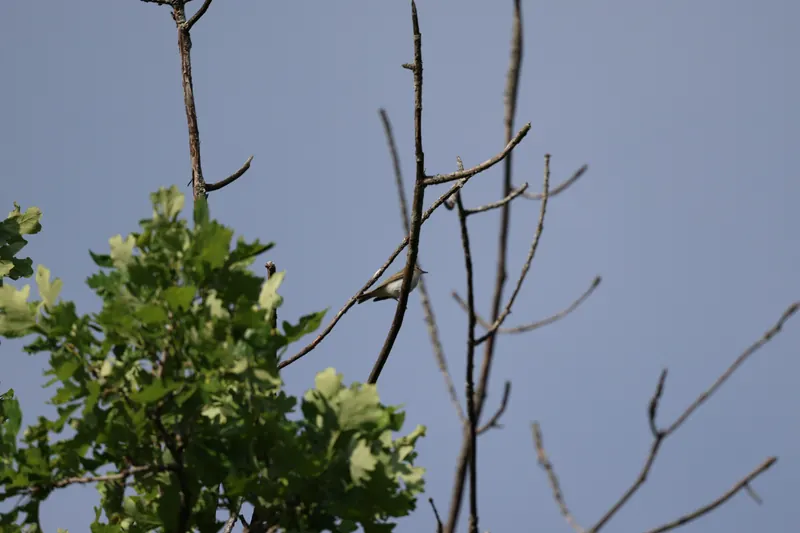 Red-eyed vireo, Jul 5, 2026