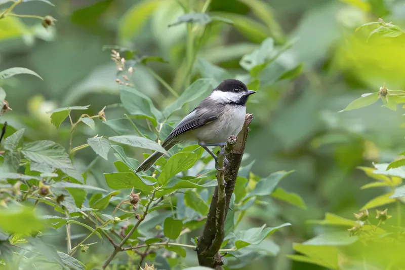 Black-capped Chickadee