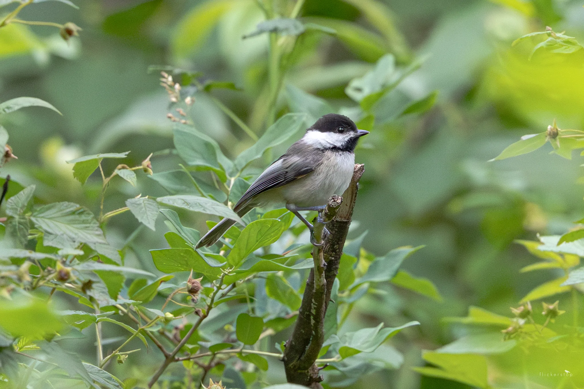 Black-capped Chickadee