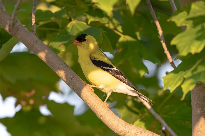 American Goldfinch, Jul 5, 2026