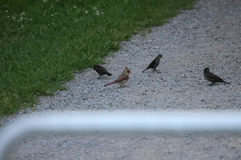 Northern Cardinal, Jul 5, 2026