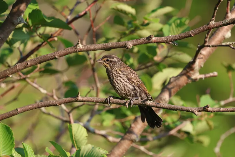 Red-winged Blackbird, Jul 5, 2026