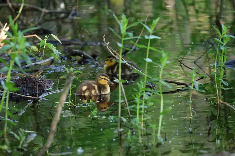Mallard, Jul 5, 2026
