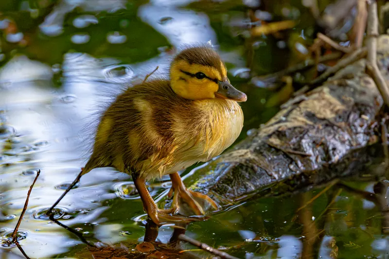 Mallard, Jul 5, 2026