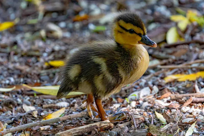 Mallard, Jul 5, 2026